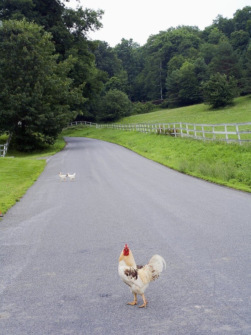 Descubre el Emocionante Juego de Azar de Chicken Road en España in Spain