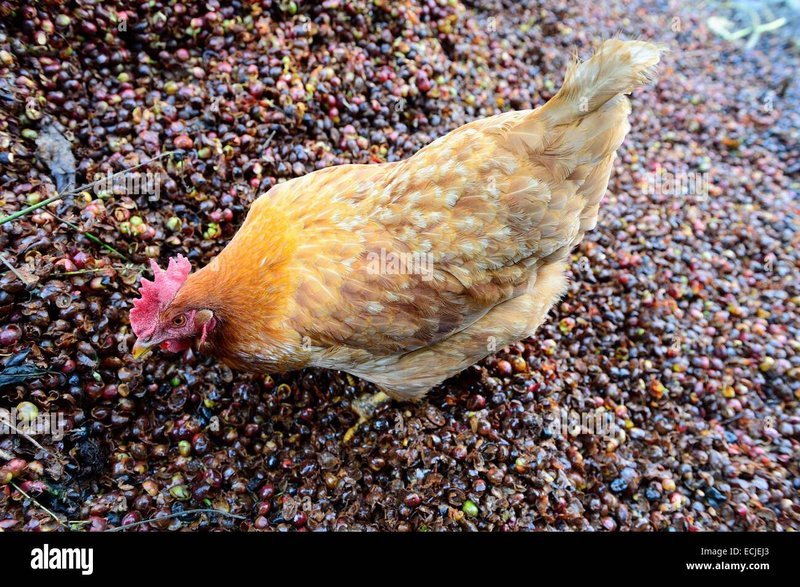 Descubre el Exclusivo Juego de Azar en Chicken Road Casino España, chicken road online